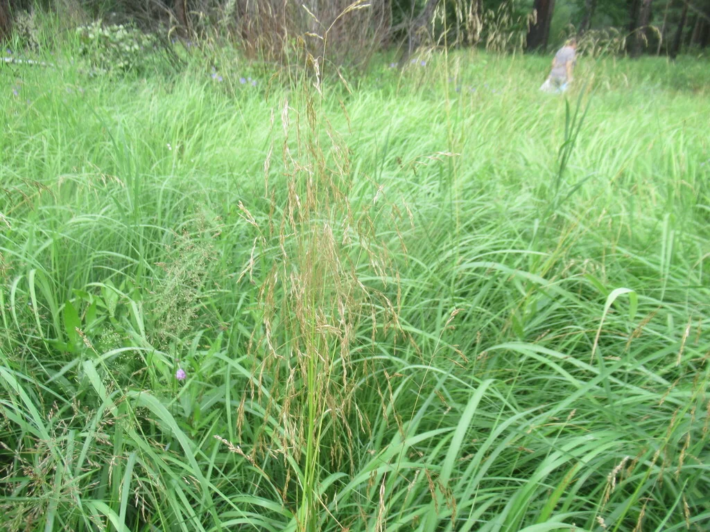 Deschampsia Cespitosa