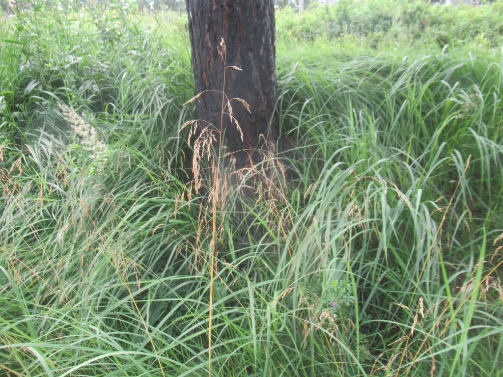 Deschampsia Cespitosa