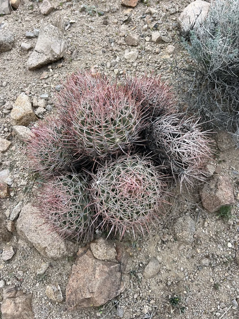 Echinocactus Polycephalus