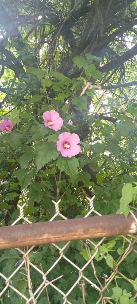 Hibiscus syriacus