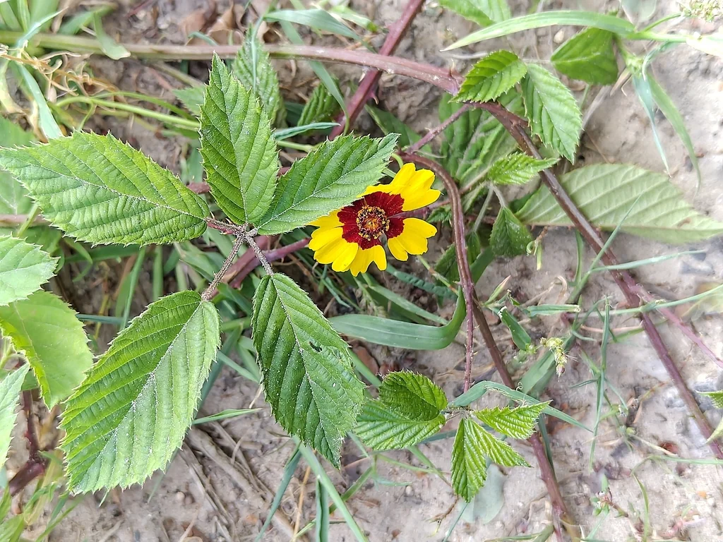 Coreopsis Tinctoria