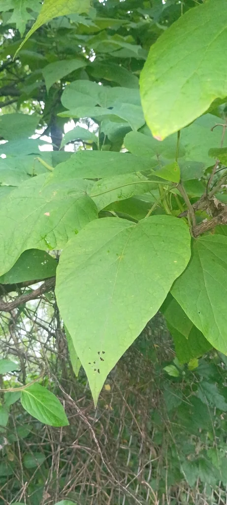 Catalpa Speciosa