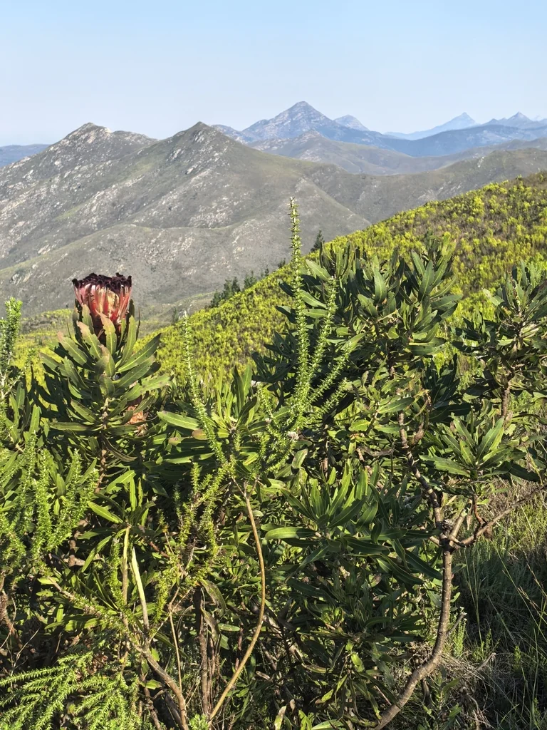Protea Neriifolia