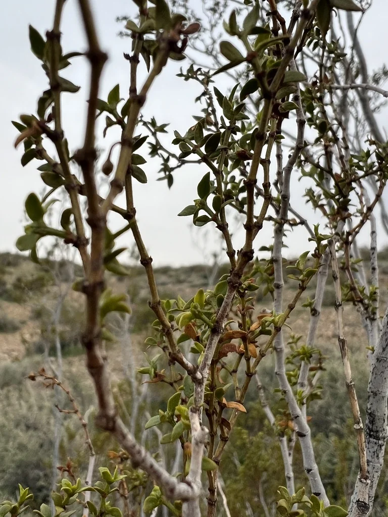 Larrea Tridentata