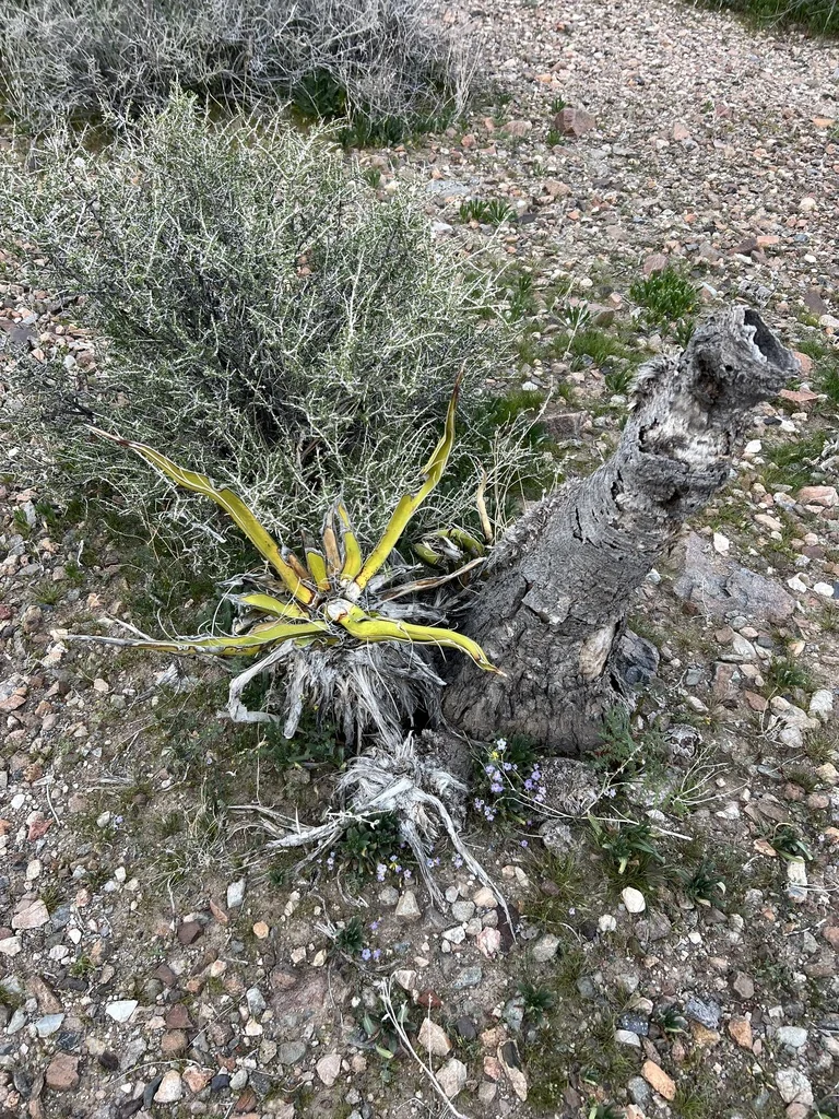 Yucca Schidigera