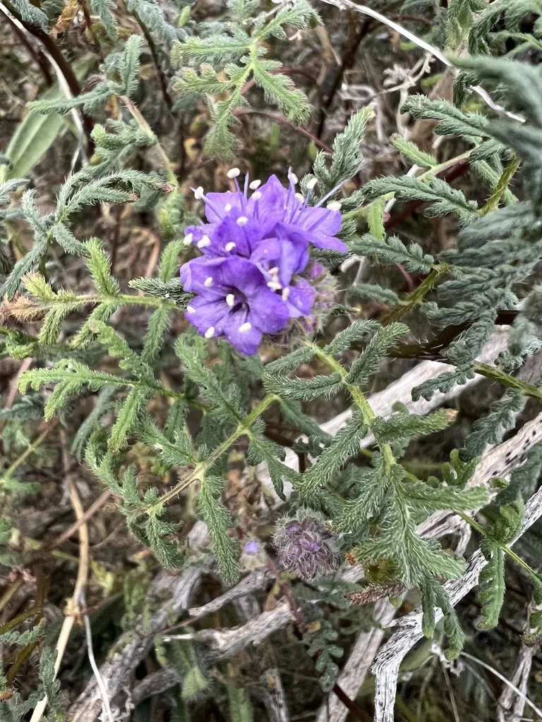 Phacelia Tanacetifolia