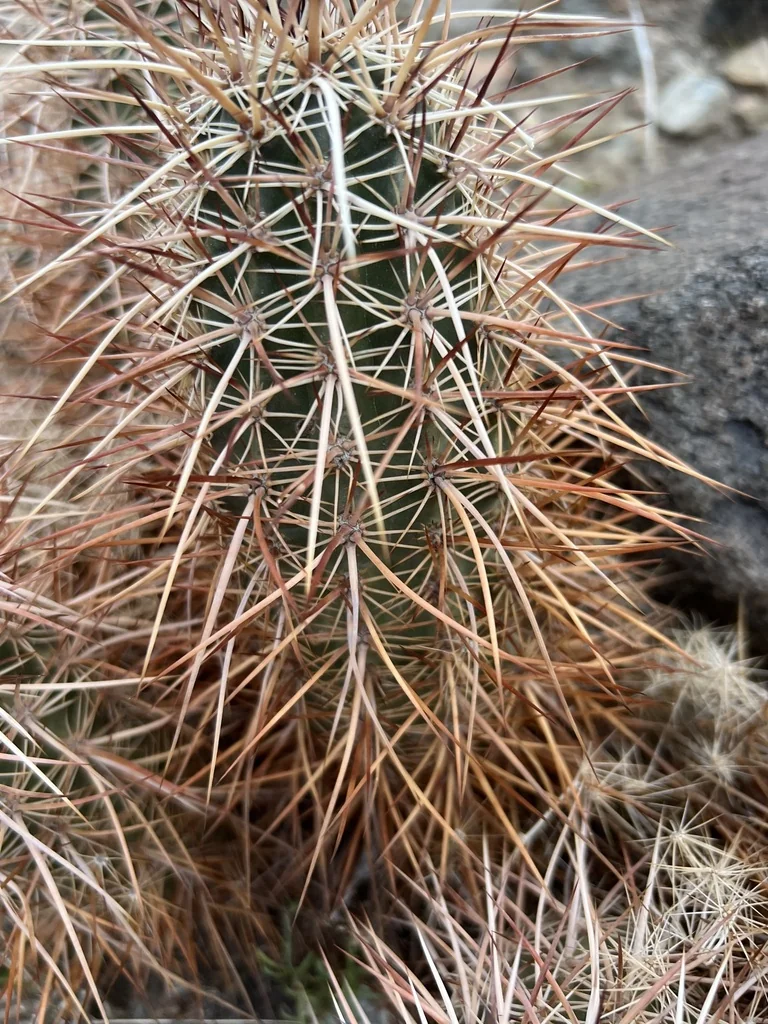 Echinocereus Engelmannii