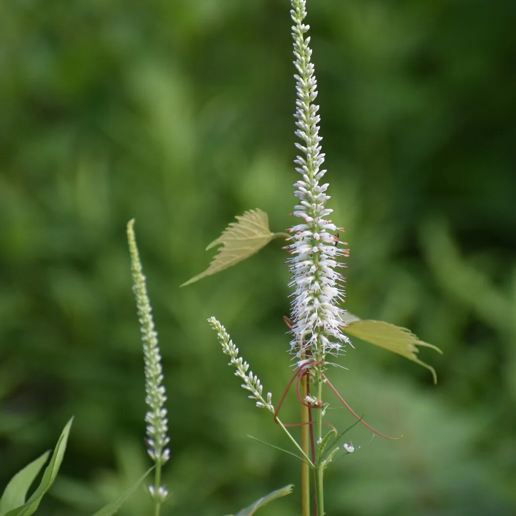 Veronicastrum Virginicum