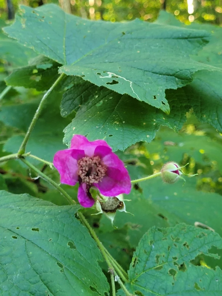 Rubus Odoratus