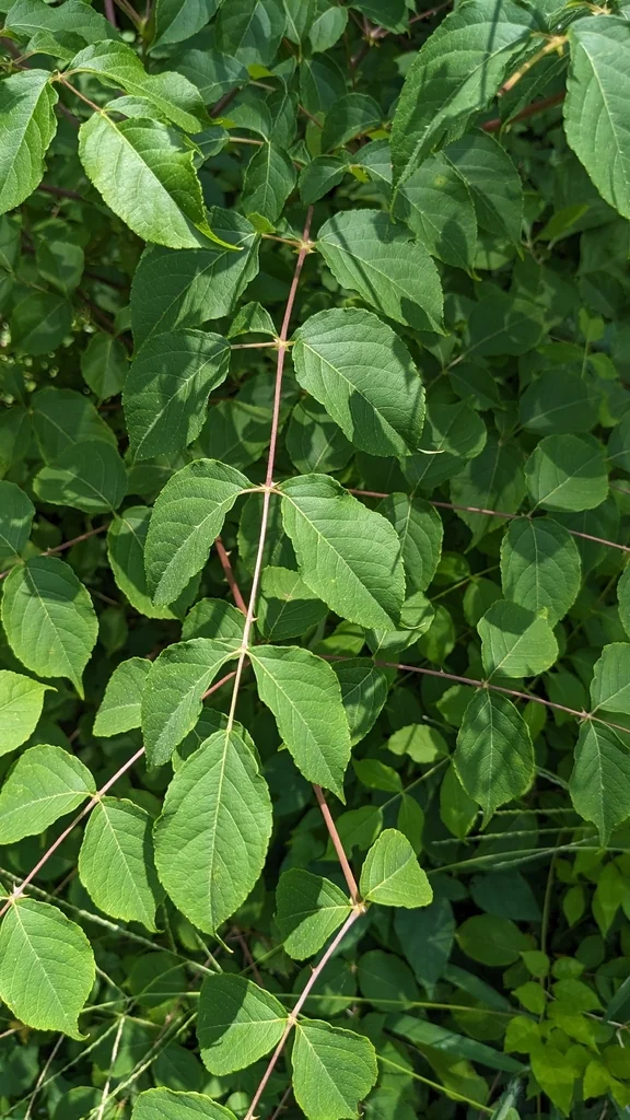 Aralia Spinosa
