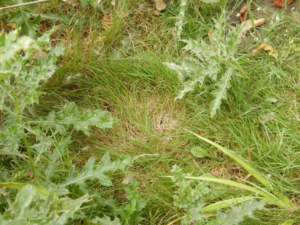 Festuca Rubra