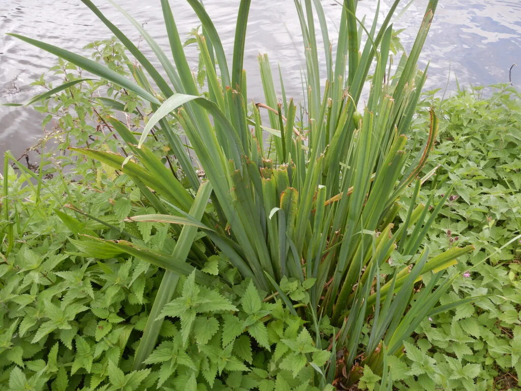 Iris Pseudacorus