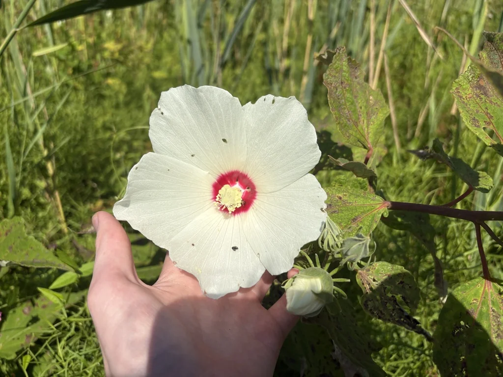 Hibiscus Moscheutos