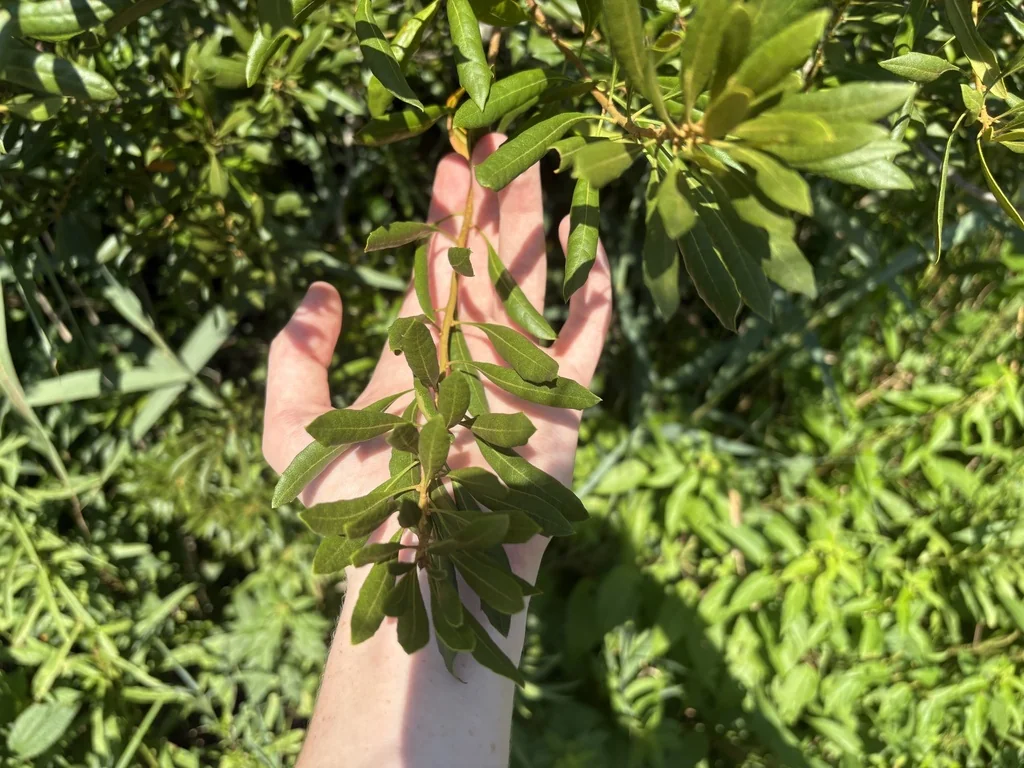 Morella Cerifera