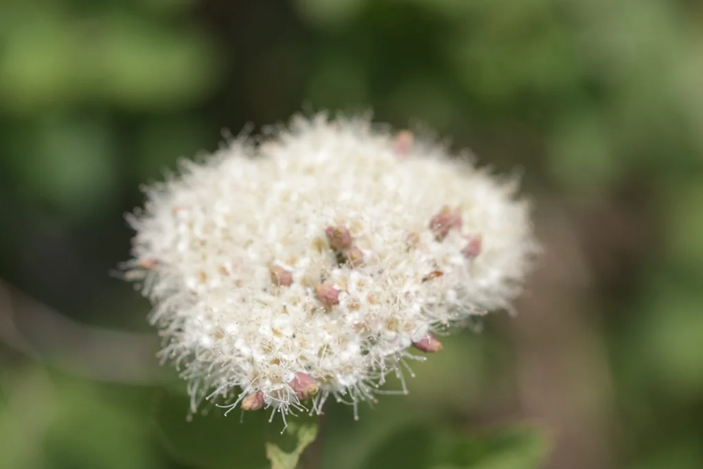 Spiraea Betulifolia Var. Lucida
