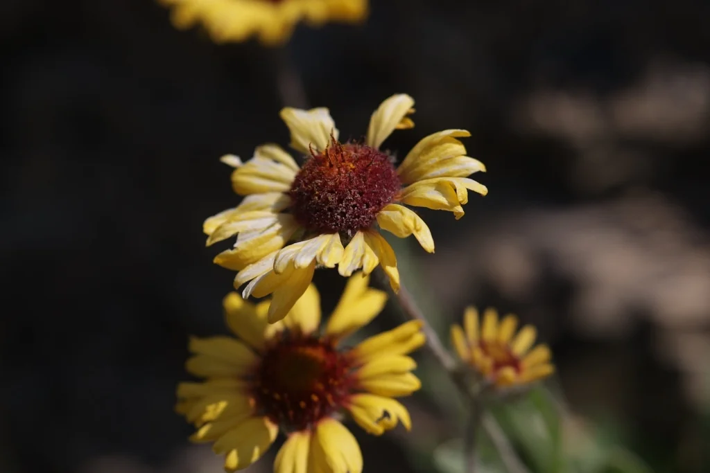 Gaillardia Aristata