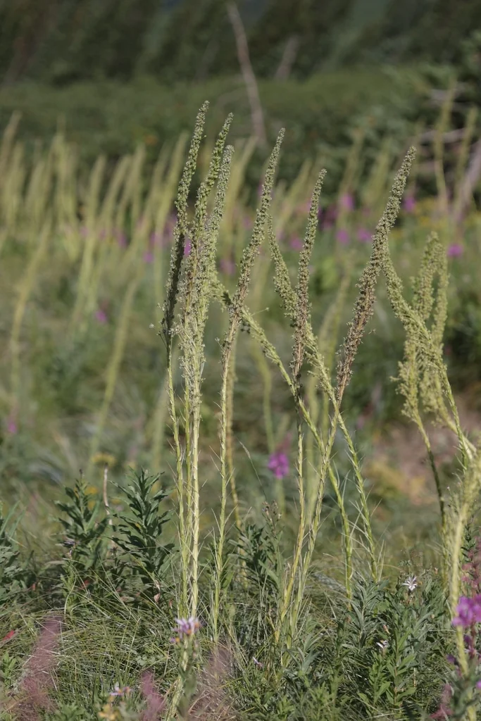 Xerophyllum Tenax