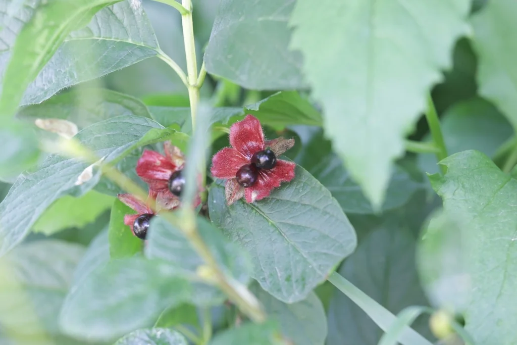 Lonicera Involucrata