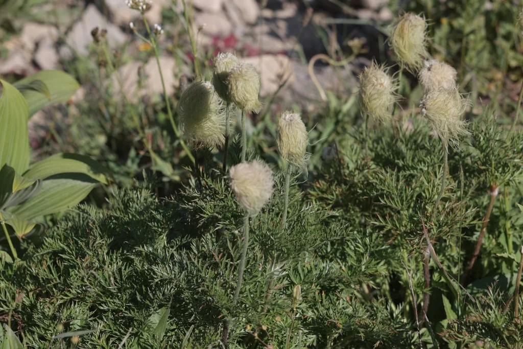 Anemone Occidentalis