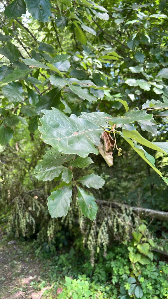 Quercus Bicolor