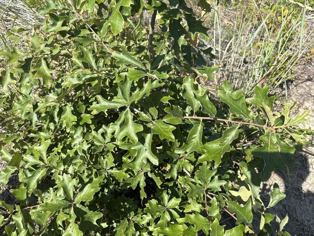 Quercus Falcata