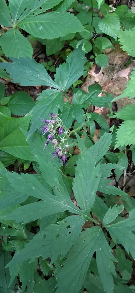 Hydrophyllum Virginianum