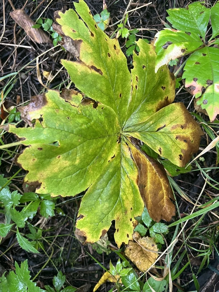Podophyllum Peltatum