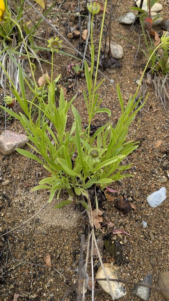 Coreopsis Lanceolata