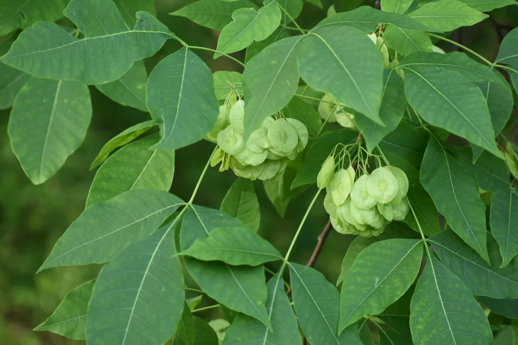 Ptelea Trifoliata