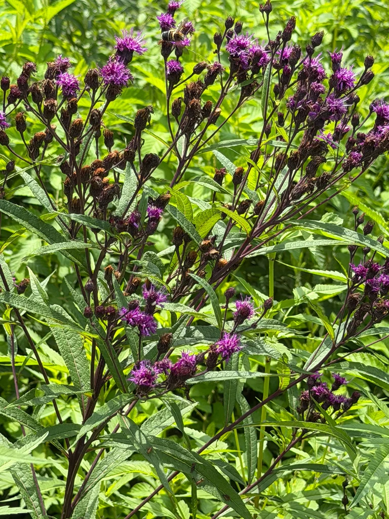 Vernonia Noveboracensis