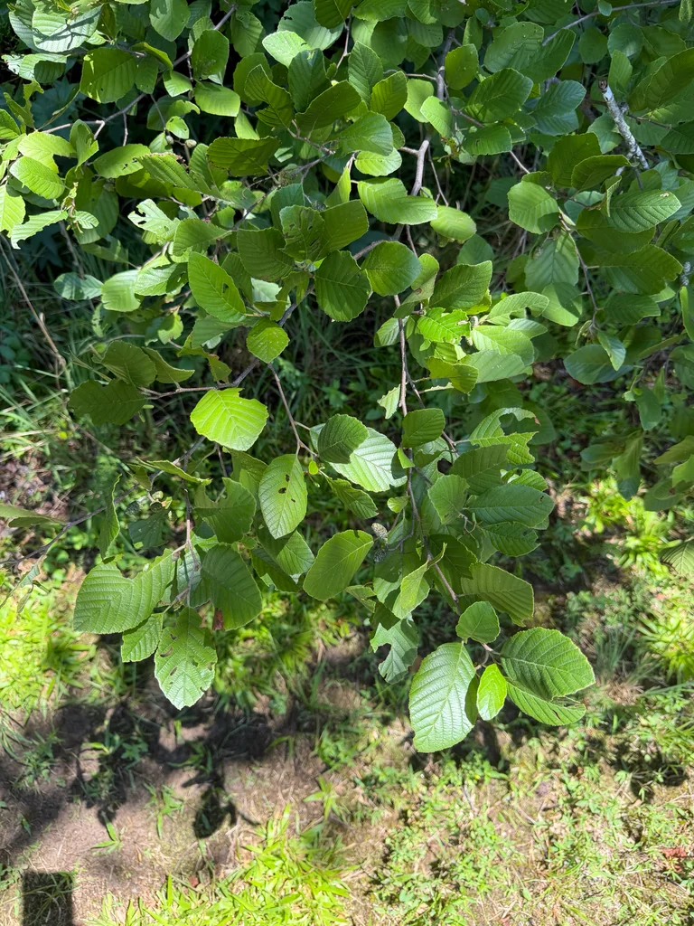 Alnus Serrulata