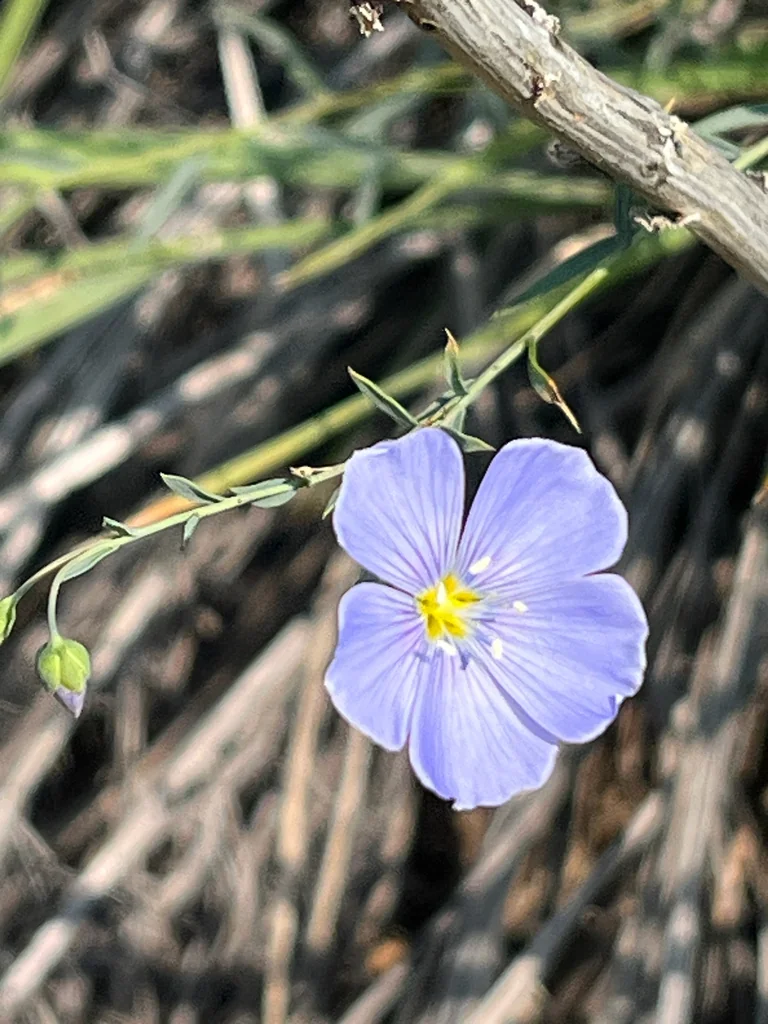 Linum Lewisii