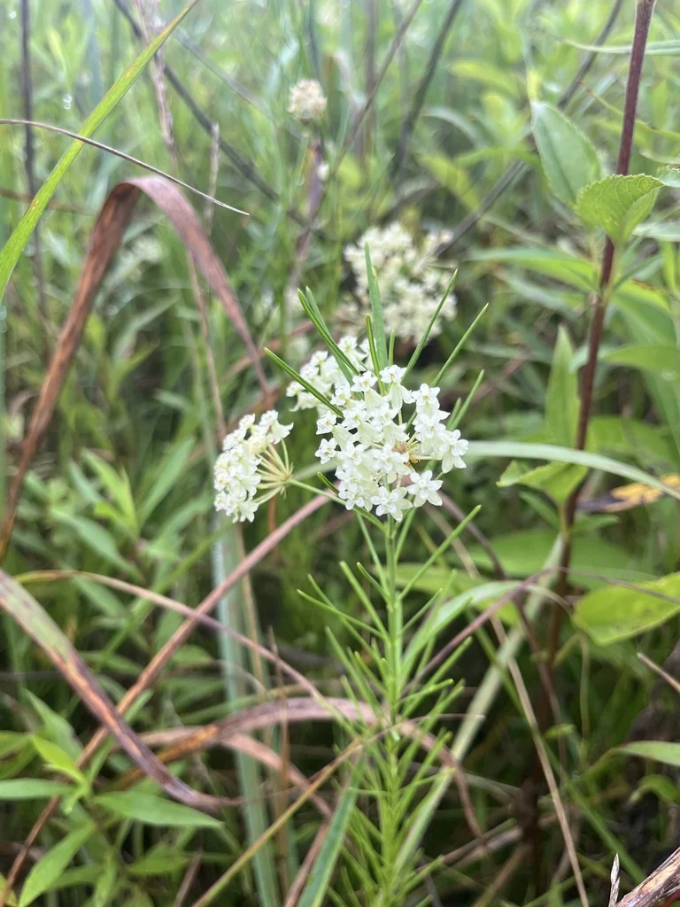 Asclepias Verticillata