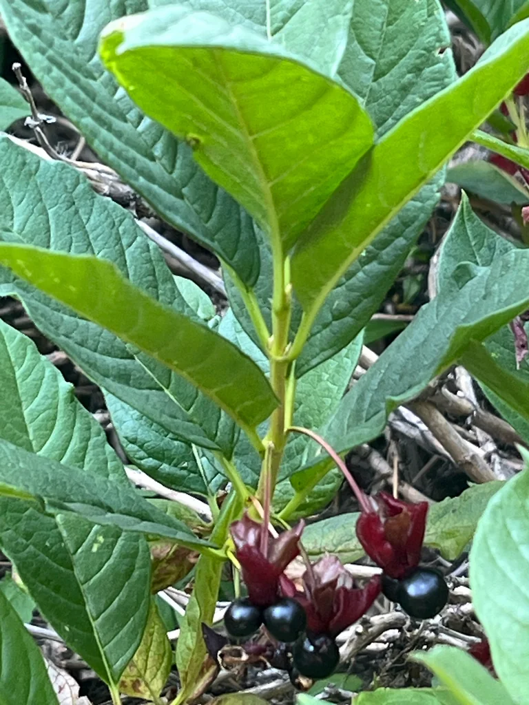 Lonicera Involucrata