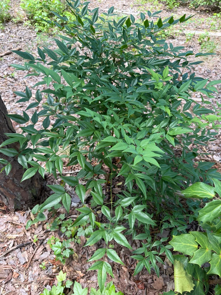 Nandina Domestica