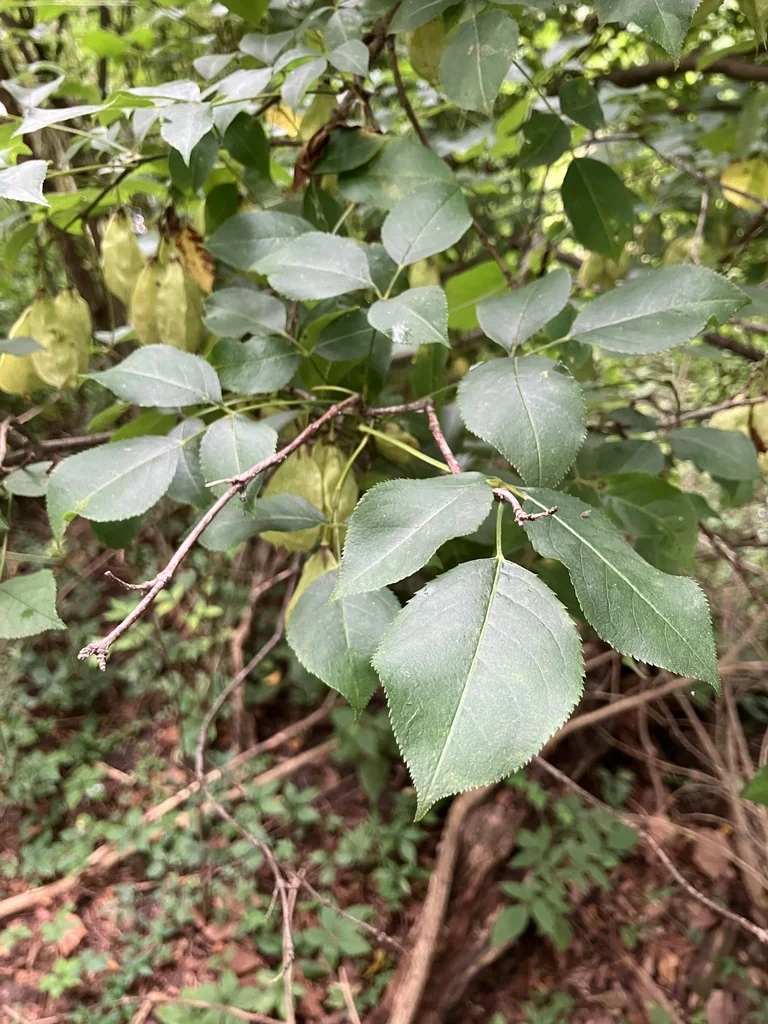 Staphylea Trifolia