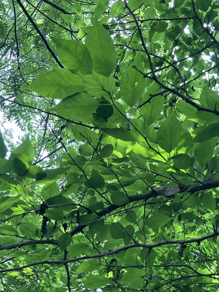 Maclura Pomifera