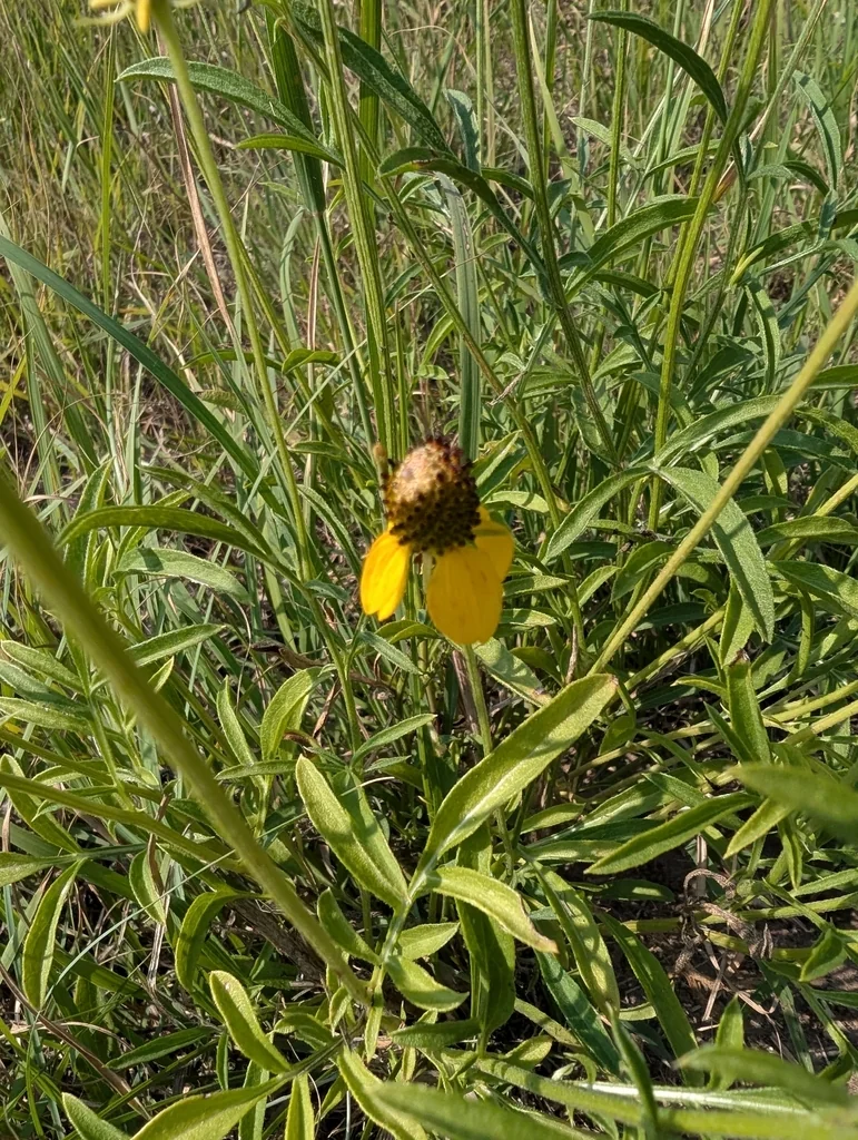 Ratibida Columnifera