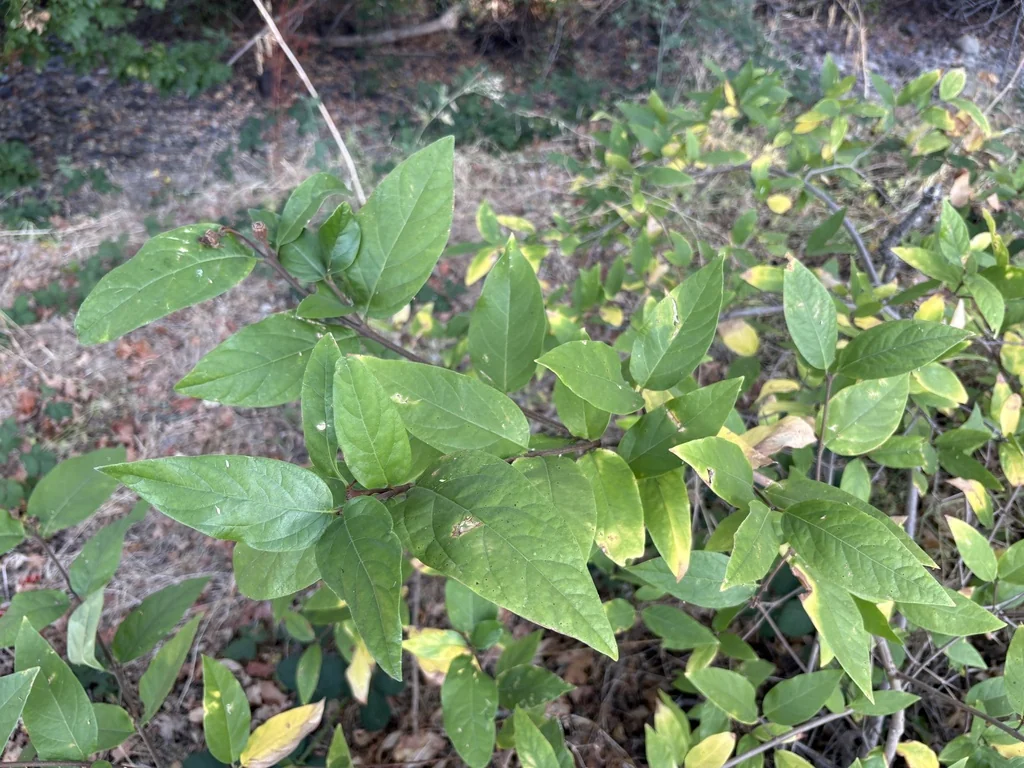 Calycanthus Occidentalis