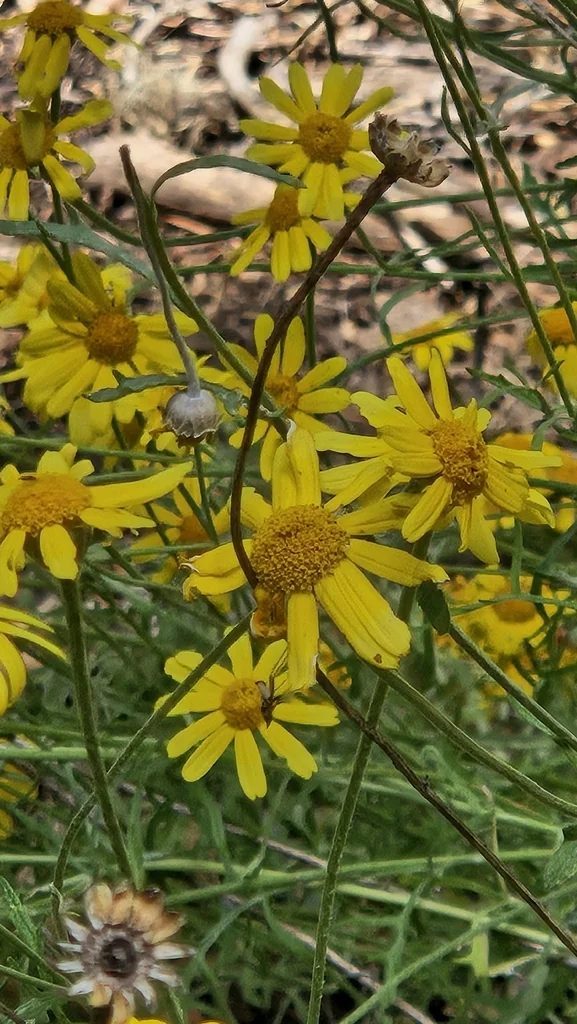Eriophyllum Lanatum