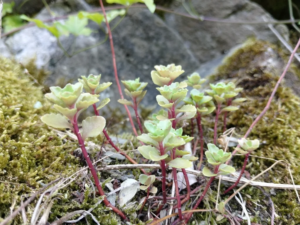 Sedum spurium