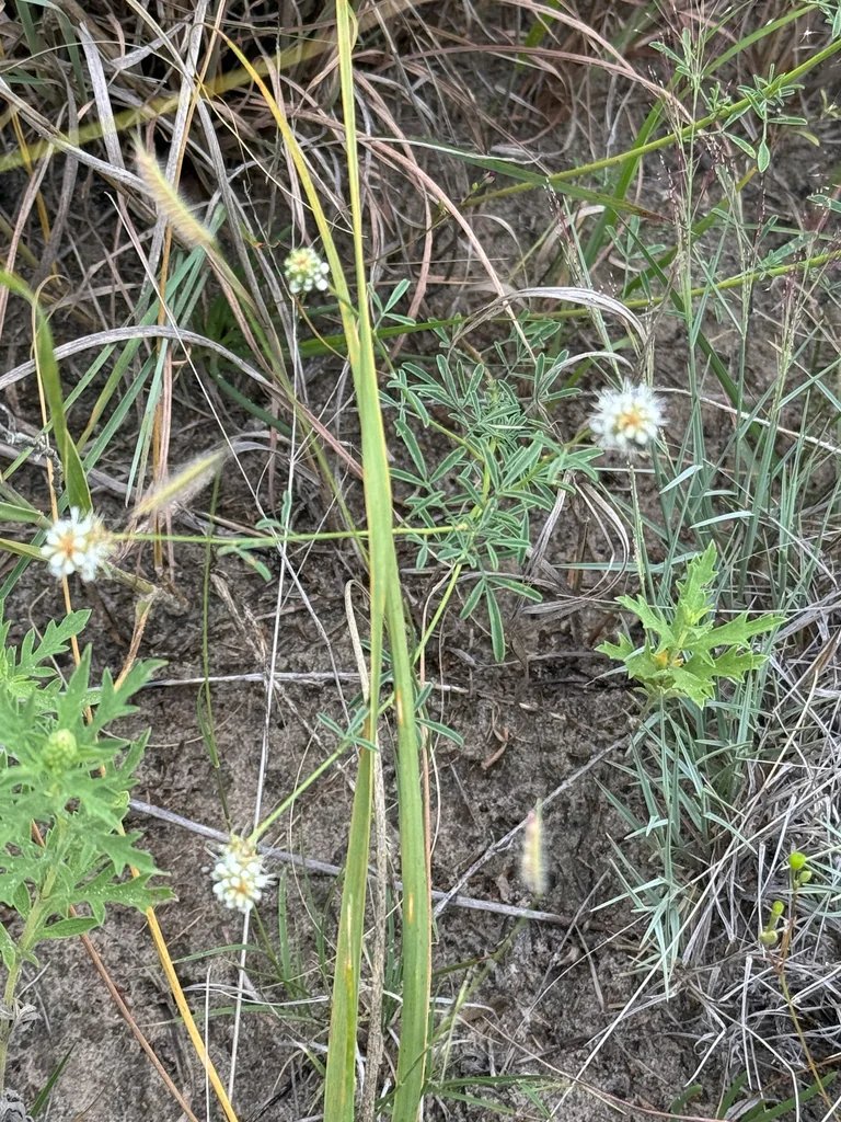 Dalea Candida