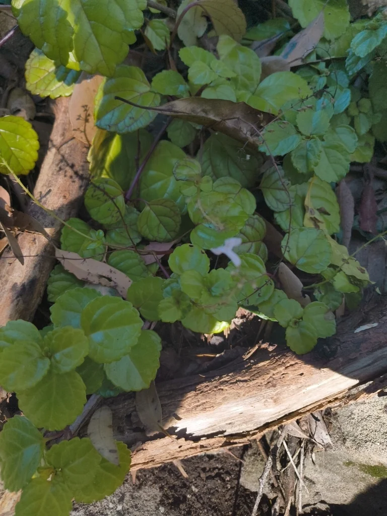 Plectranthus Verticillatus
