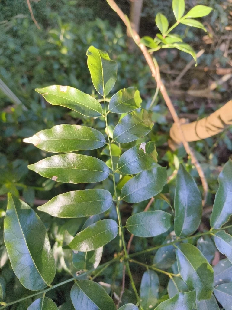 Castanospermum Australe