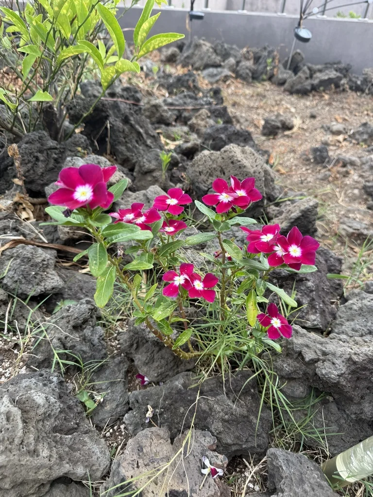 Catharanthus Roseus