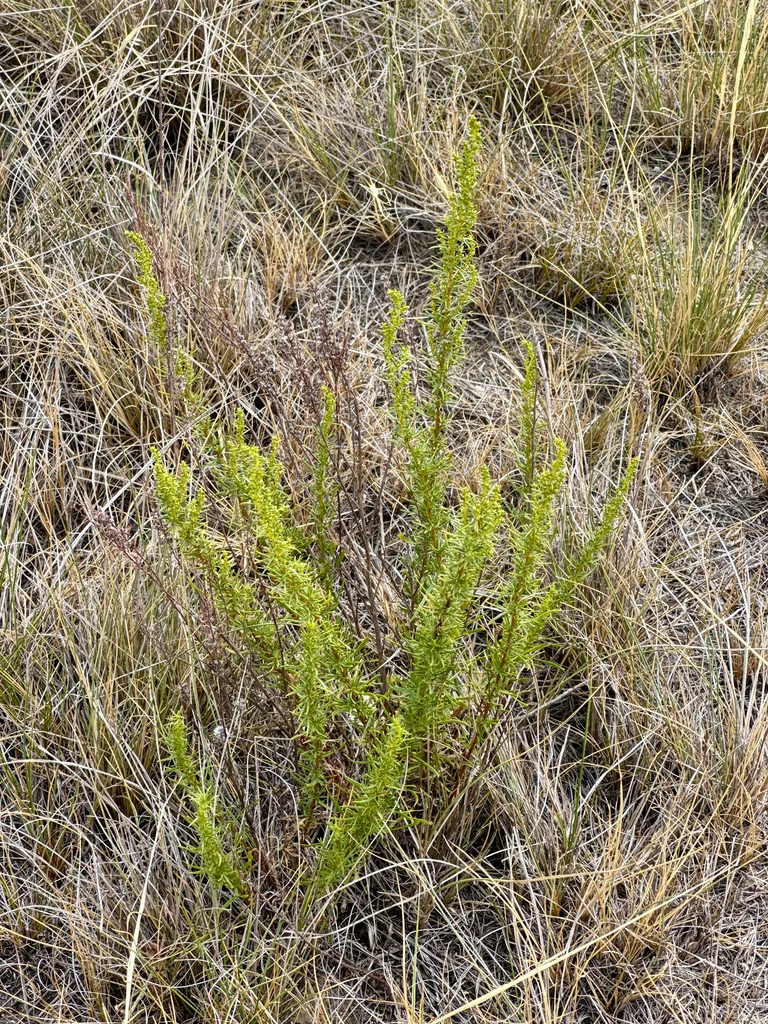 Artemisia Dracunculus