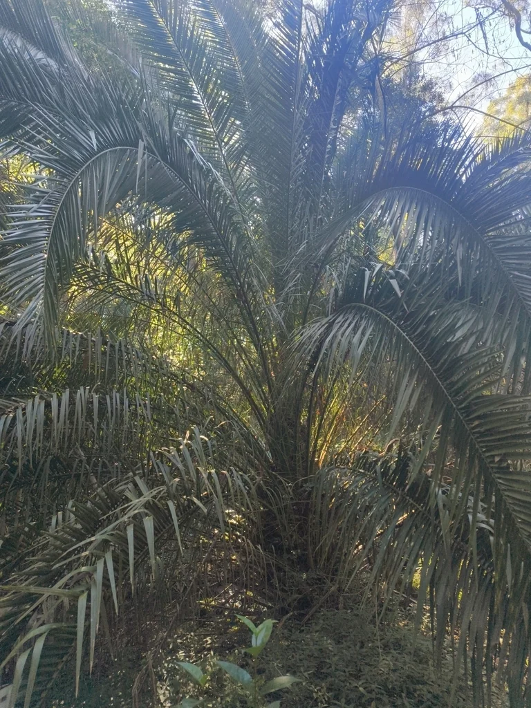 Phoenix Canariensis