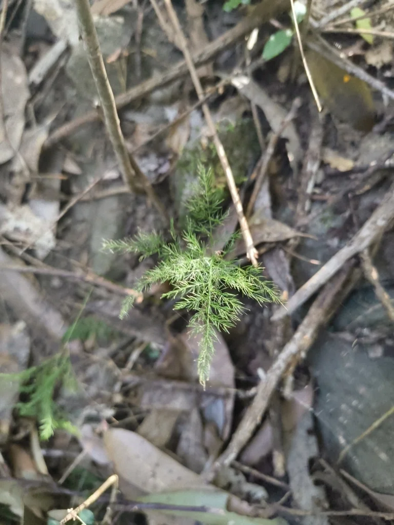 Asparagus Setaceus
