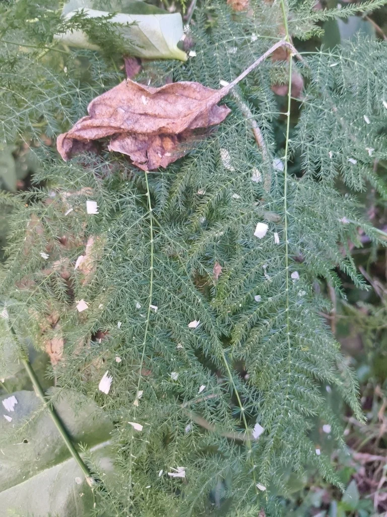 Asparagus Setaceus