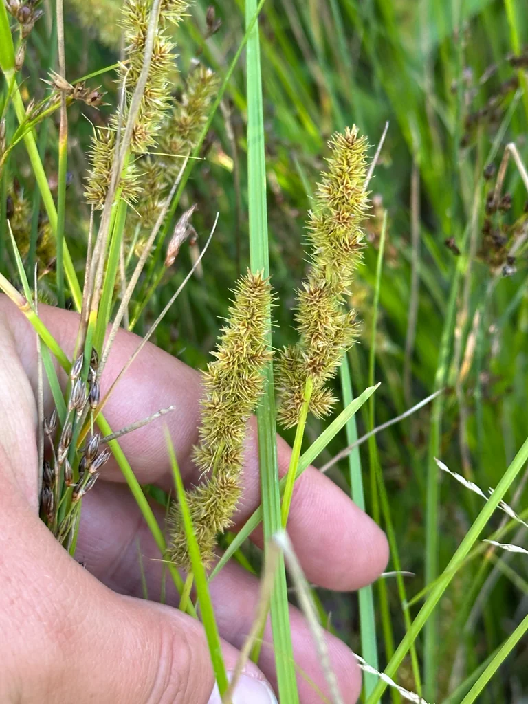 Carex Vulpinoidea
